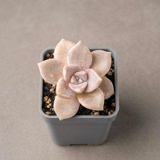 Echeveria purple