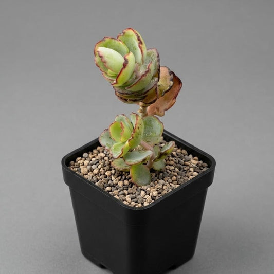 Variegated calonchoe