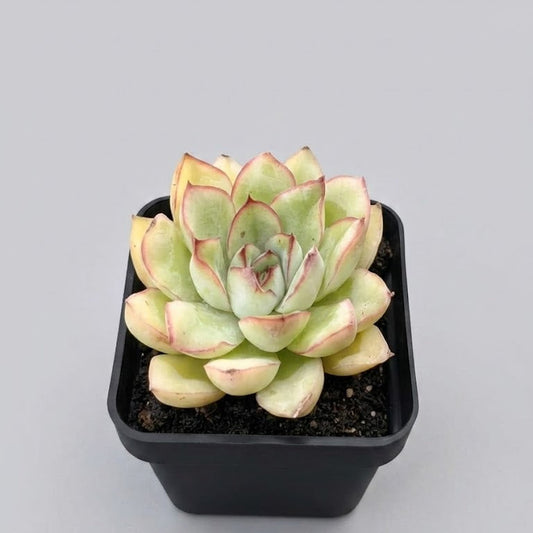 Echeveria pilodonis