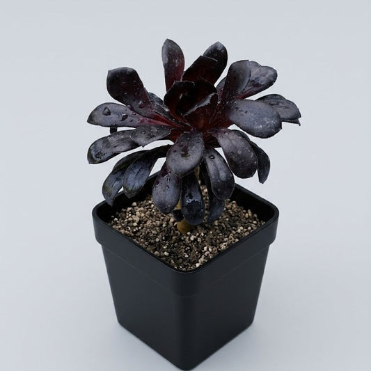 Black aenium