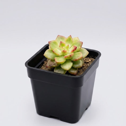 Green sedum