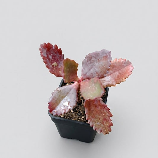 Calonchoe red
