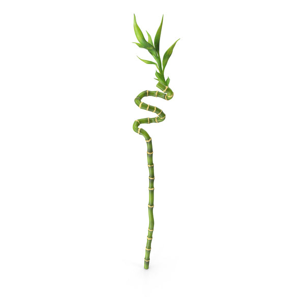 Lucky bamboo Spiral stick large