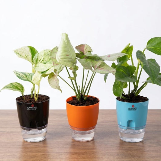pack of 3 in self watering pot