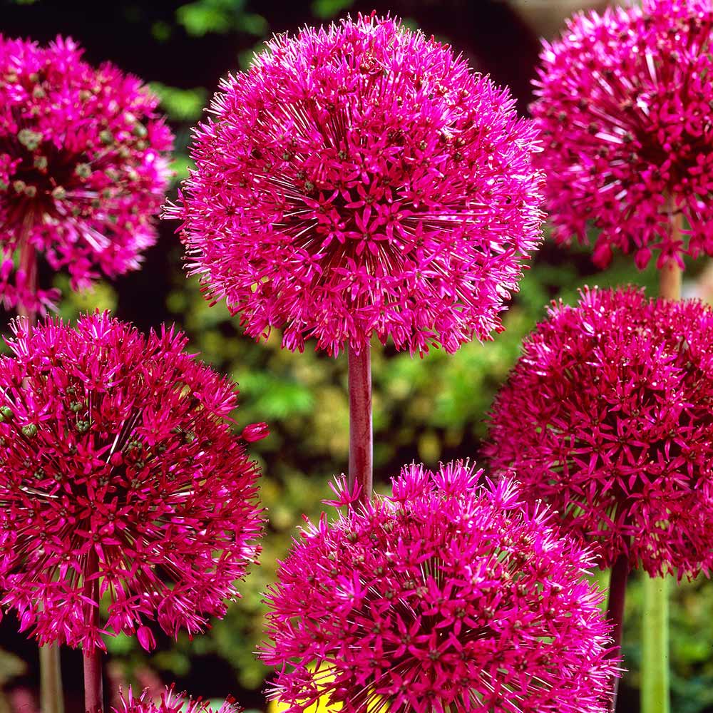 Allium bulbs