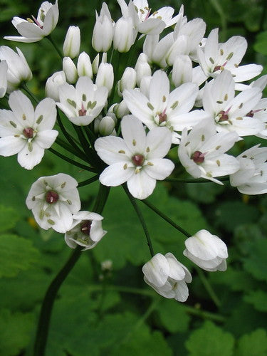 Allium bulbs