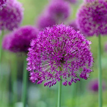 Allium bulbs