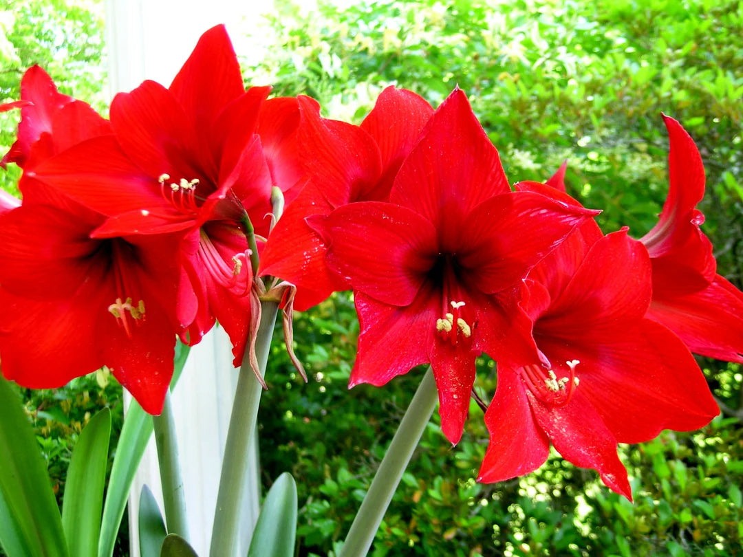 Amaryllis single red local