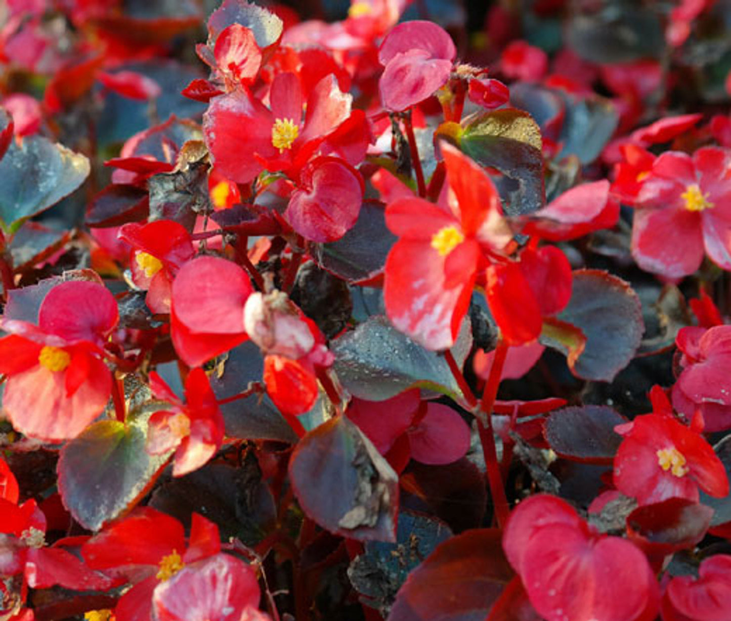 Begonia flowering plant