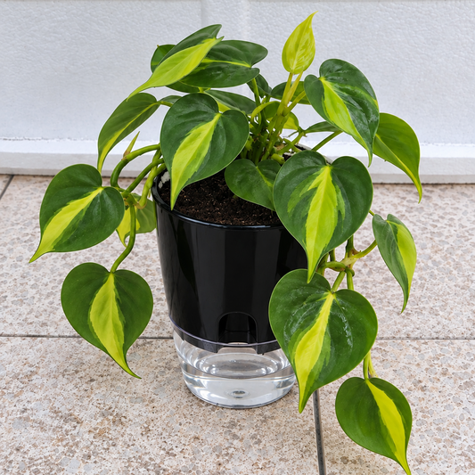 Philodendron Brasil in self watering