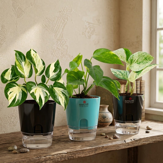 Money Plant (bundle of 3)