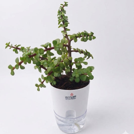 jade plant in self watering pots