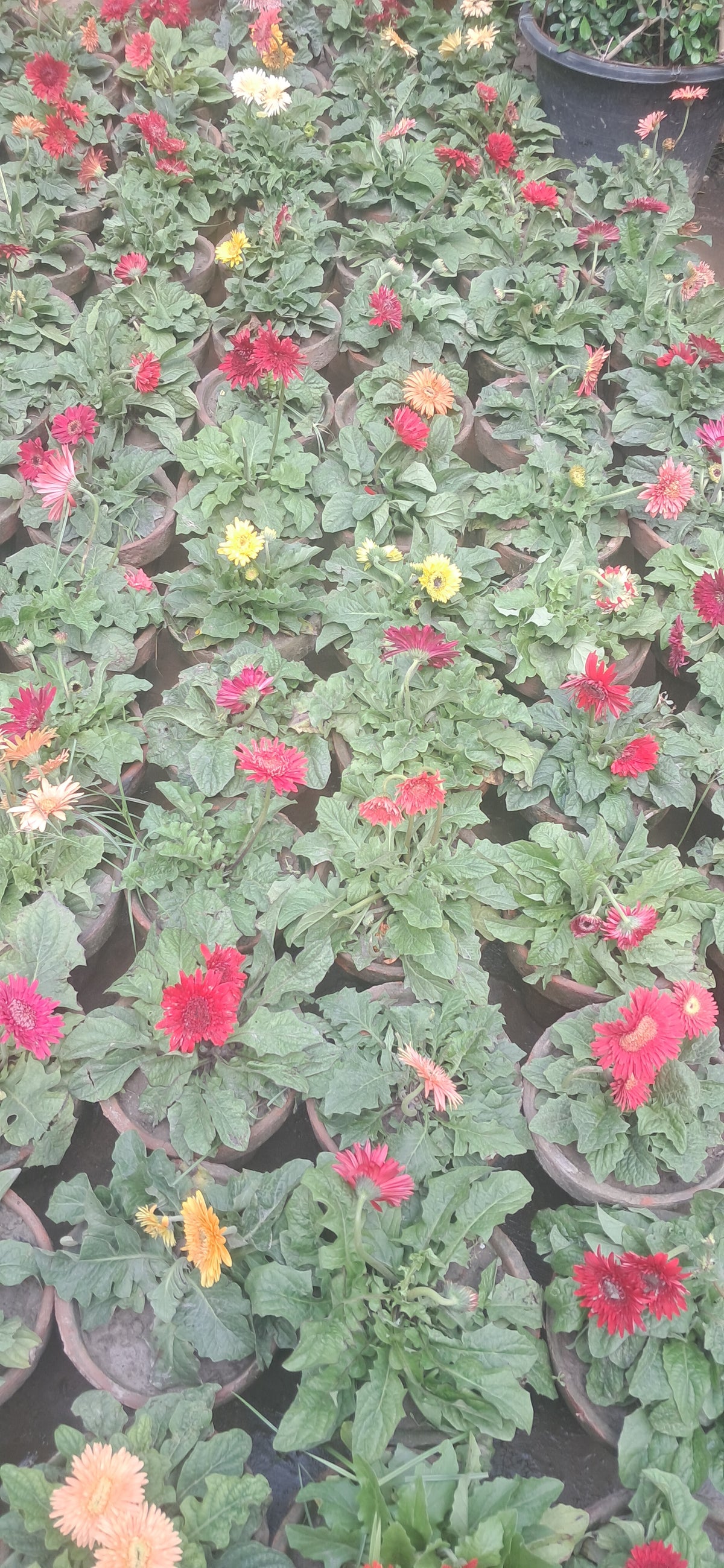 Gerbera double