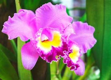 Orchid cattleya