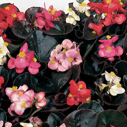 Begonia Cocktail 12seedlings per pot