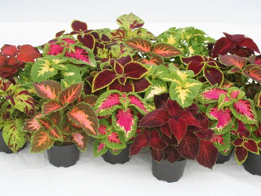 Coleus plant