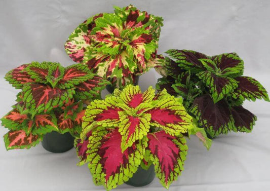 Coleus kong plant