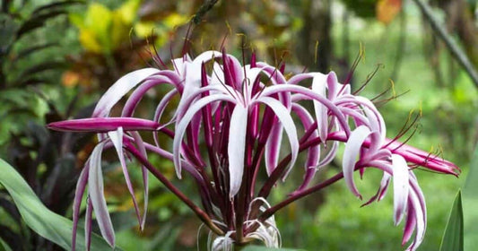 Crinum lily bulbs