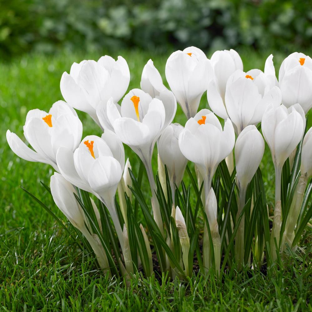 Crocus bulbs