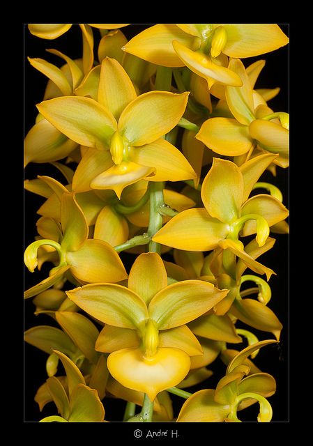 Orchid cycnoches taiwan gold super