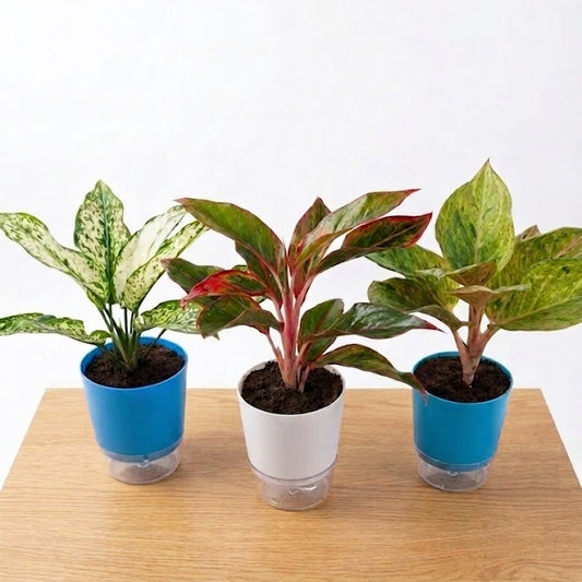 pack of 3 aglaonema in self watering pot