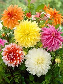 Dahlia flowering plant