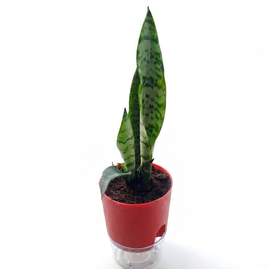 snake plant in self watering pot