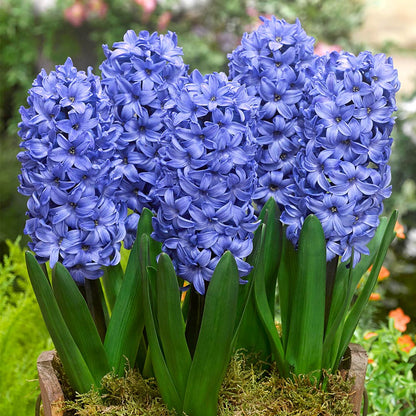 Hyacinth bulbs