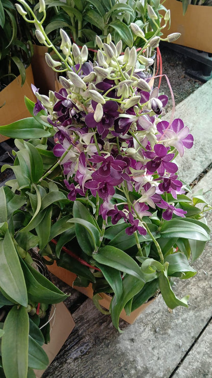 Orchid dendrobium