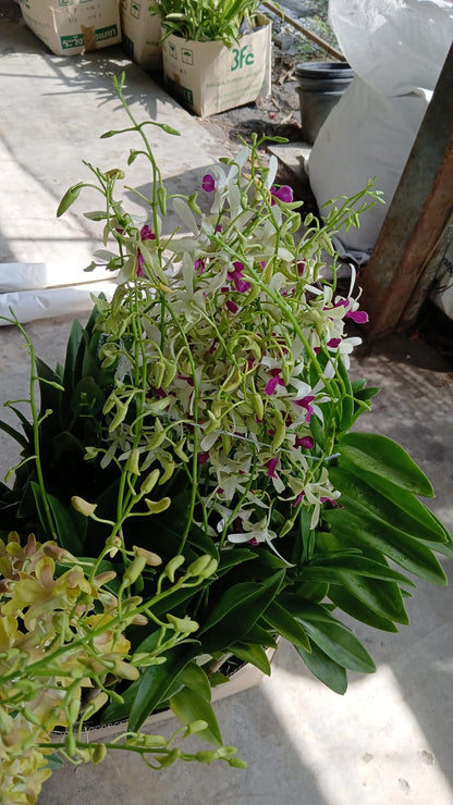 Orchid dendrobium