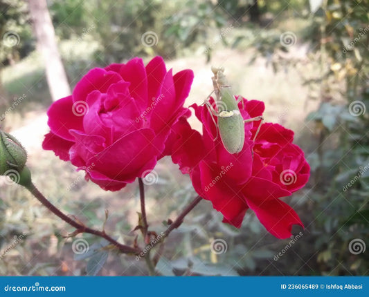 Rose local desi flowering plant