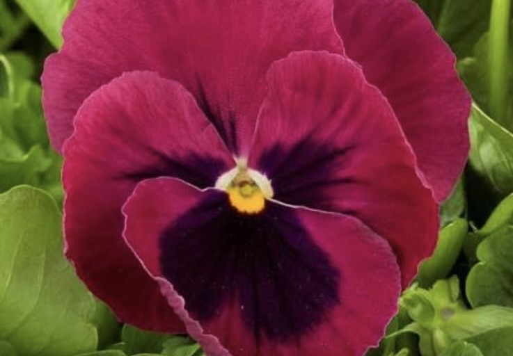 Pansy Paneeri Seedling