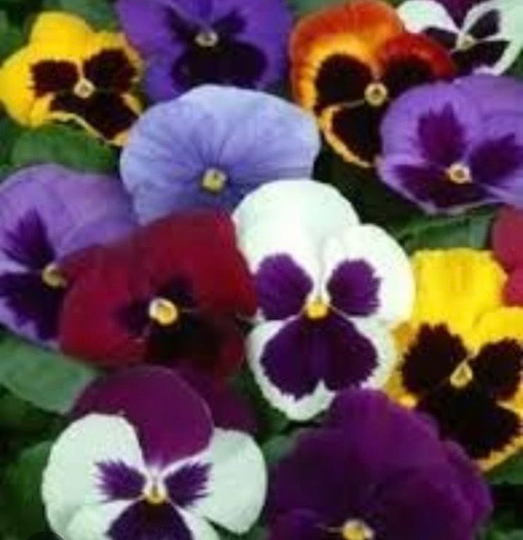 Pansy Paneeri Seedling