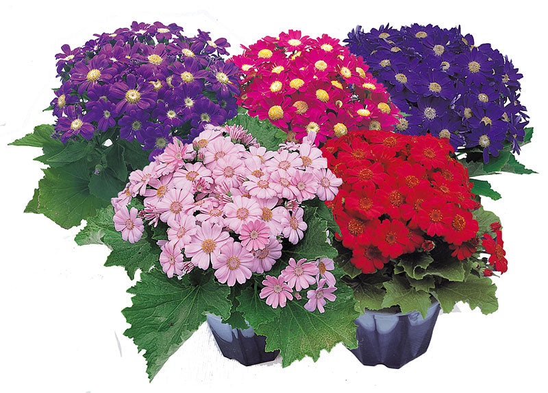 Cineraria Early perfection