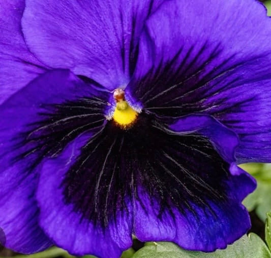Pansy Paneeri Seedling