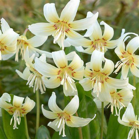 Erythronium Californicum white beauty bulbs