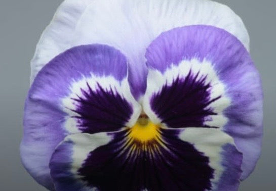 Pansy Paneeri Seedling