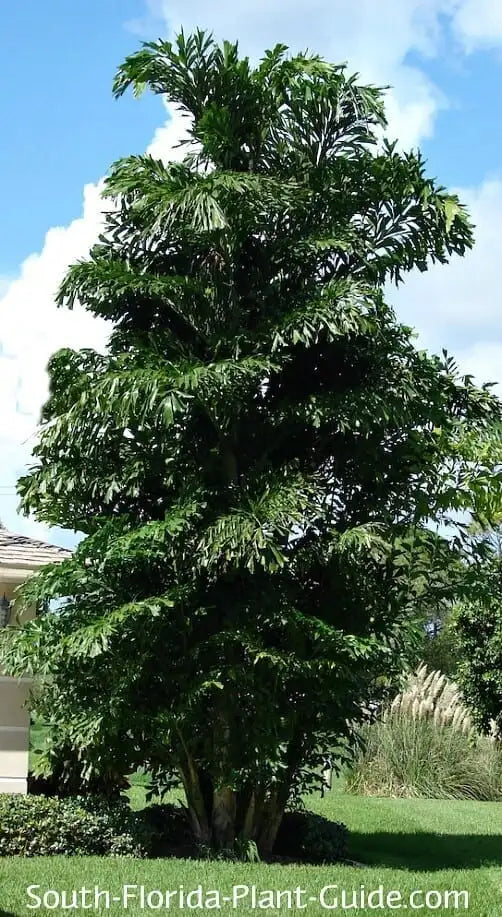 Caryota mitis / fishtail palm