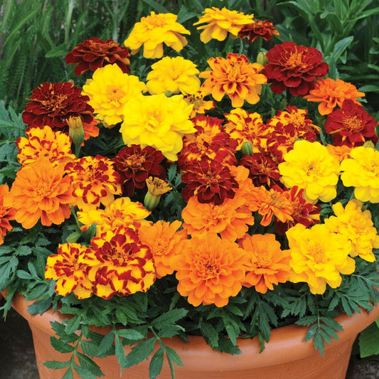 Marigold french jafri Paneeri (seedling) per dozen