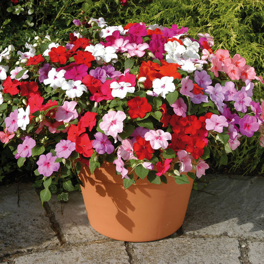 Impatiens flowering plant