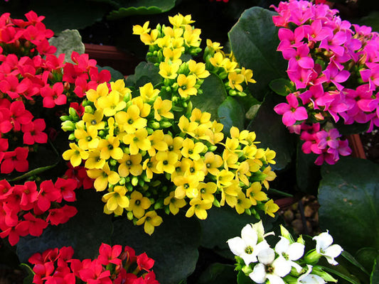 Kalanchoe flowering plant