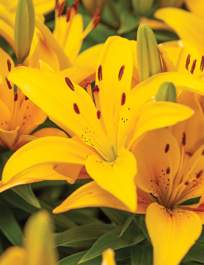 Lilium LA hybrid lily bulbs