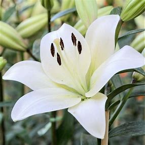 Lilium LA hybrid lily bulbs