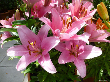 Lilium LA hybrid lily bulbs