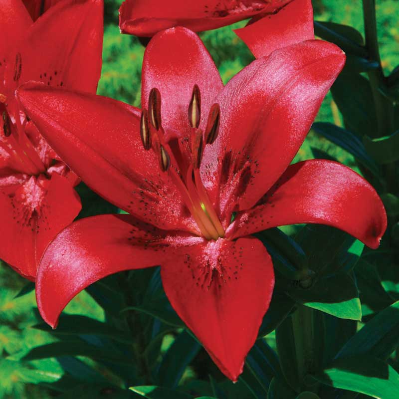 Lilium LA hybrid lily bulbs