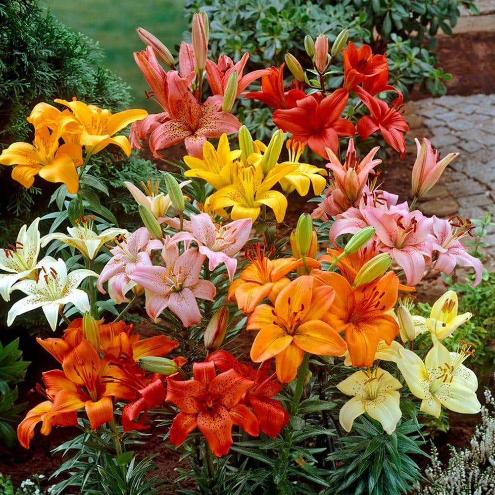 Lilium LA hybrid lily bulbs