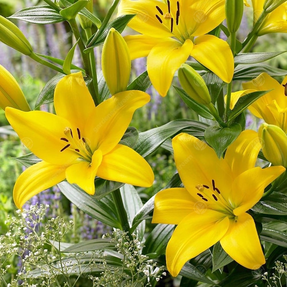 Lilium LA hybrid lily bulbs