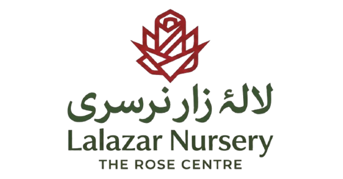 Spider lily – Lalazar Nursery