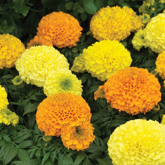 Marigold african genda flowering plant