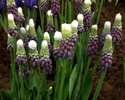 Muscari bulbs